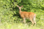 Deer in the woods, photo by Jess McComb