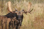 Large bull moose with antlers, photo by Jess McComb