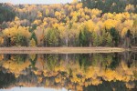 Golden trees mirrored in a lake