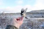 Chickadee landing on a hand for a snack, photo by Jess McComb