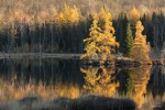 Golden tamaracks on a lake, photo by Jess McComb