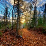 Autumn leaves on the ground of a hiking trail in the Township of South Algonquin