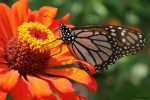 Butterfly on a flower, photo by Jess McComb