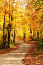 Golden fall colours along a gravel road in the Township of South Algonquin