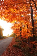 Bright orange fall colours along a roadway in the Township of South Algonquin