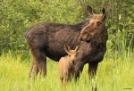 Moose and calf, photo by Jess McComb