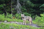 Coyote on a mossy rock, photo by Jess McComb