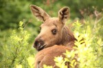 Moose calf, photo by Jess McComb
