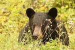 Black bear in shrubs, photo by Jess McComb