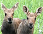 Two young moose calves, , photo by Jess McComb