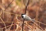 A chickadee on a branch, , photo by Jess McComb