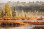 Tamaracks by a marsh in the fall, , photo by Jess McComb