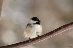 A chickadee on a branch, photo by Jess McComb